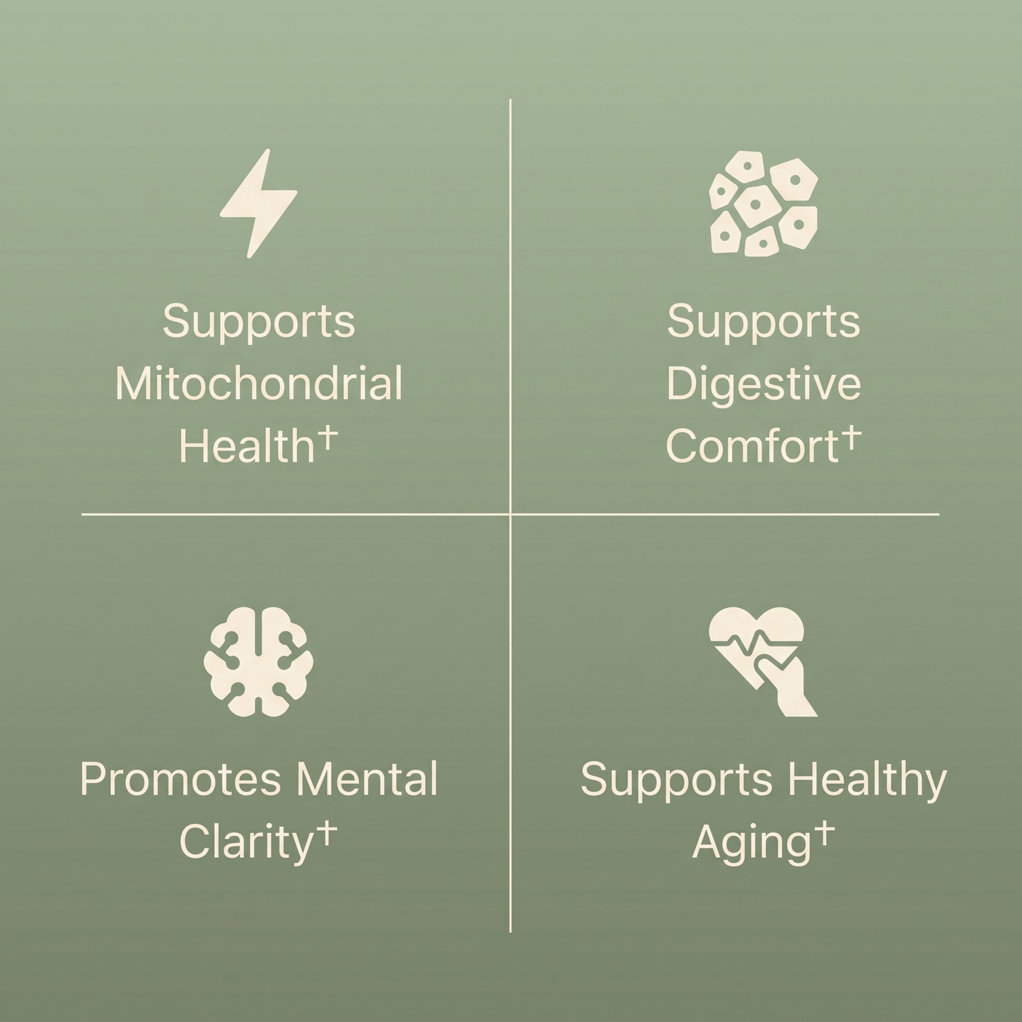 Supports mitochondrial health, digestive comfort, mental clarity and healthy aging