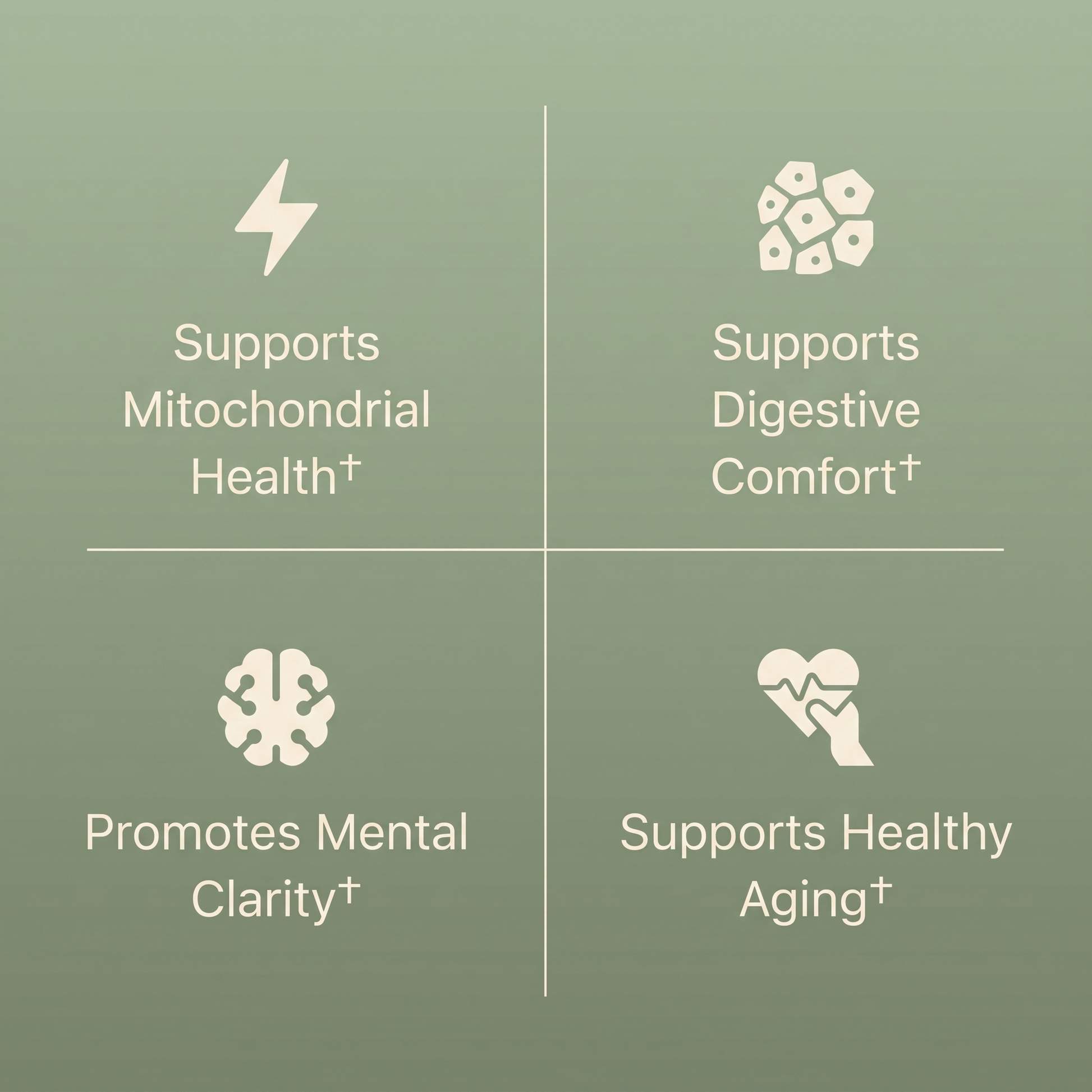 Supports mitochondrial health, digestive comfort, mental clarity and healthy aging
