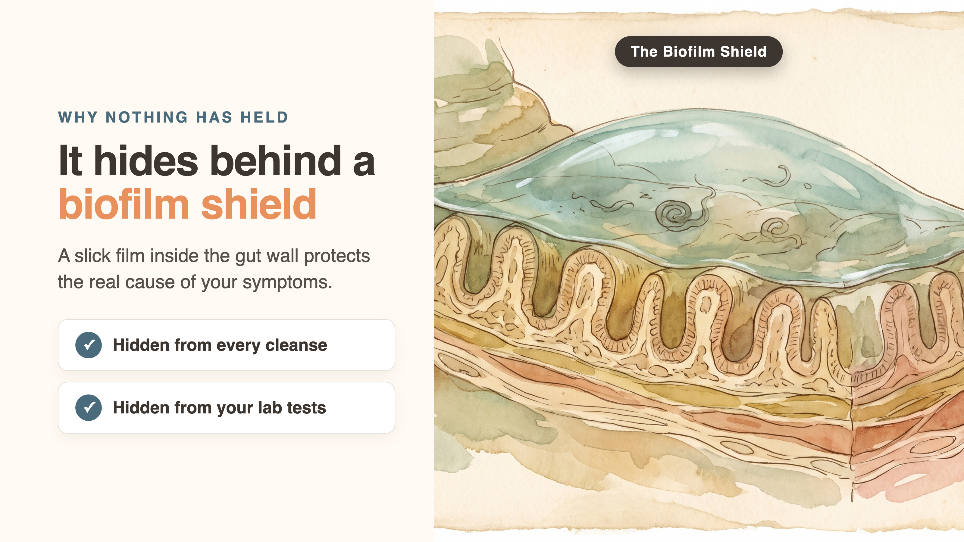 Biofilm shield on the gut wall hiding the real cause of chronic symptoms