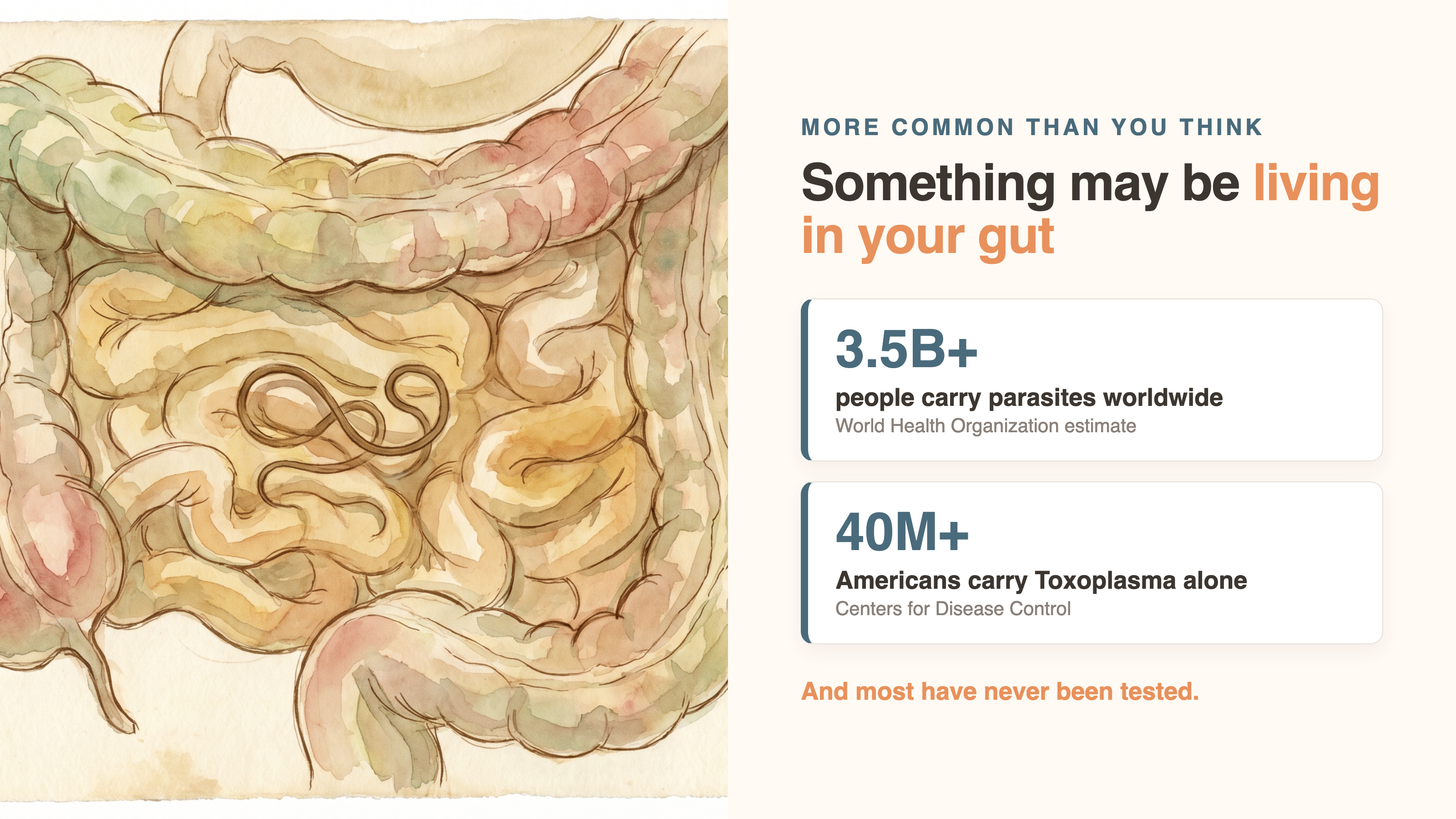 An organism quietly taking up residence in the gut lining