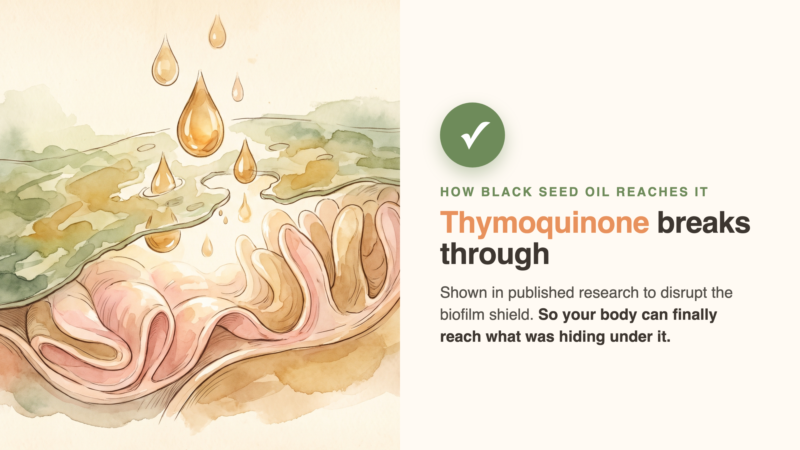 Thymoquinone disrupting the biofilm raincoat