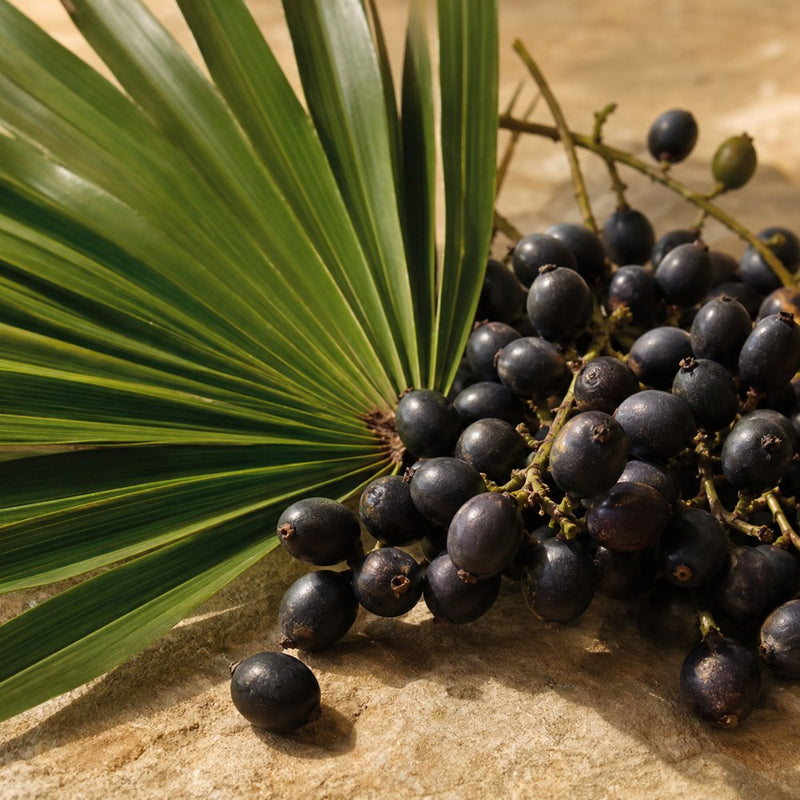 Saw Palmetto